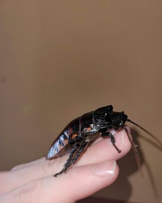 Blatte soffianti ( Gromphadorhina portent) ×10