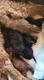 Cuccioli di barboncino