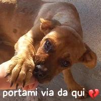 LISA 3 ANNI taglia media