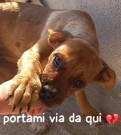 LISA 3 ANNI taglia media