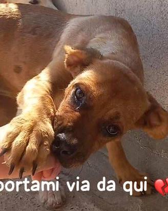 LISA 3 ANNI taglia media