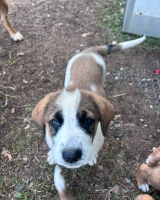 Cucciolo maschietto 3 mesi