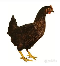 Galline ovaiole varie razze