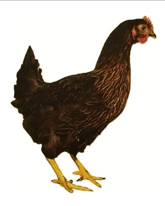 Galline ovaiole varie razze