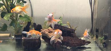 Oranda