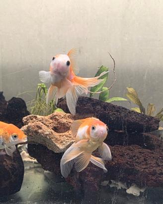 Oranda