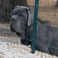 Mastino napoletano