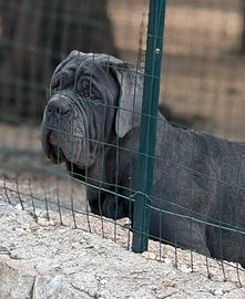 Mastino napoletano