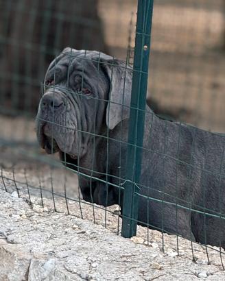 Mastino napoletano