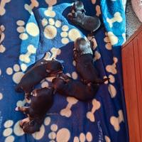 Cuccioli di yorkshire terrier