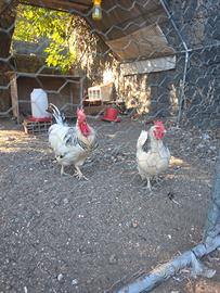 Coppia Gallina e gallo