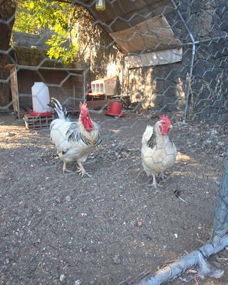 Coppia Gallina e gallo