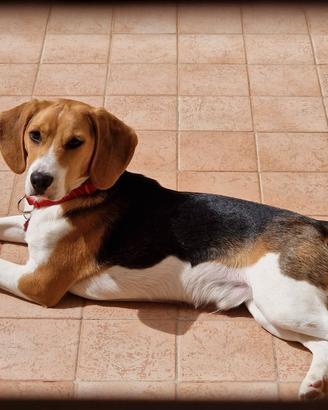 Beagle maschio
