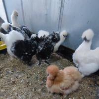 Galline moroseta