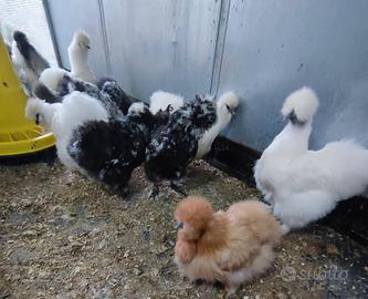 Galline moroseta