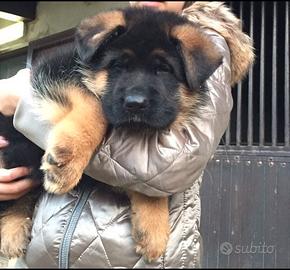 Cuccioli di pastore tedesco selezionati