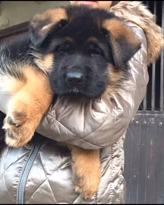 Cuccioli di pastore tedesco selezionati