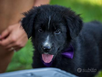 Cuccioli Golden retriever/Labrador