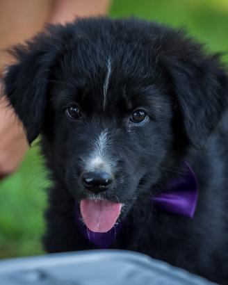 Cuccioli Golden retriever/Labrador