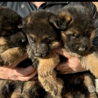 Cuccioli di pastore tedesco