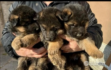 Cuccioli di pastore tedesco