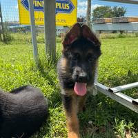 Cuccioli pastore tedesco