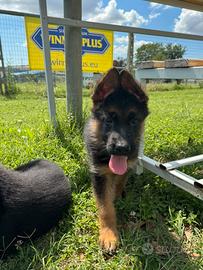 Cuccioli pastore tedesco