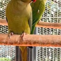 Parrocchetto del Collare