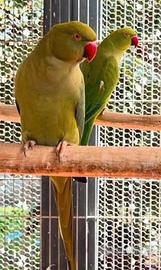 Parrocchetto del Collare