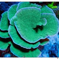 Talle coralli e anemoni acquario marino