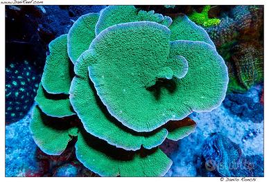 Talle coralli e anemoni acquario marino