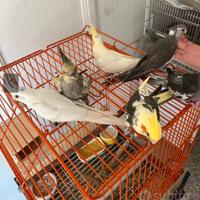 Calopsite allevate a mano