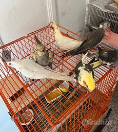 Calopsite allevate a mano