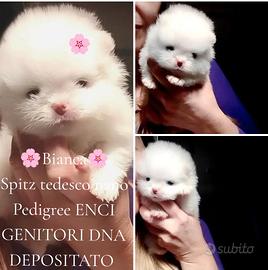 Spitz tedesco nano(100%Pomerania)