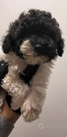 Barboncino particolor pedigree Enci