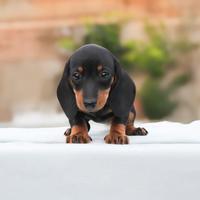 Cucciolina femmina di Bassotto