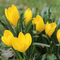 Sternbergia lutea bulbi