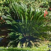 Cycas
