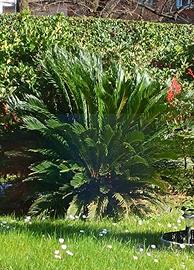 Cycas