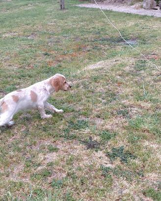 Cuccioli setter inglese