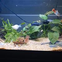Acquario  da 65 lt