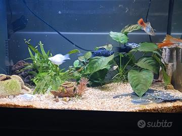 Acquario  da 65 lt