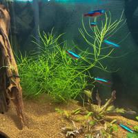 potature piante acquario 