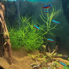 potature piante acquario 