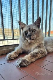 Cuccioli Maine Coon taglia grande