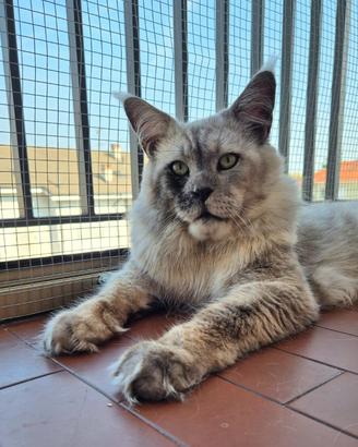 Cuccioli Maine Coon taglia grande