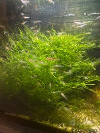 Gamberetti Caridina