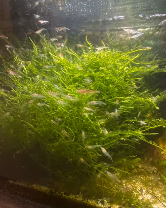 Gamberetti Caridina