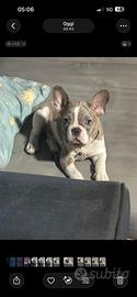 Bulldog Francese