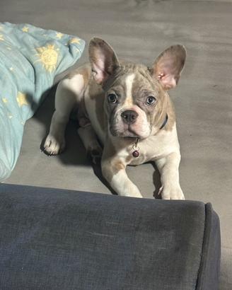 Bulldog Francese